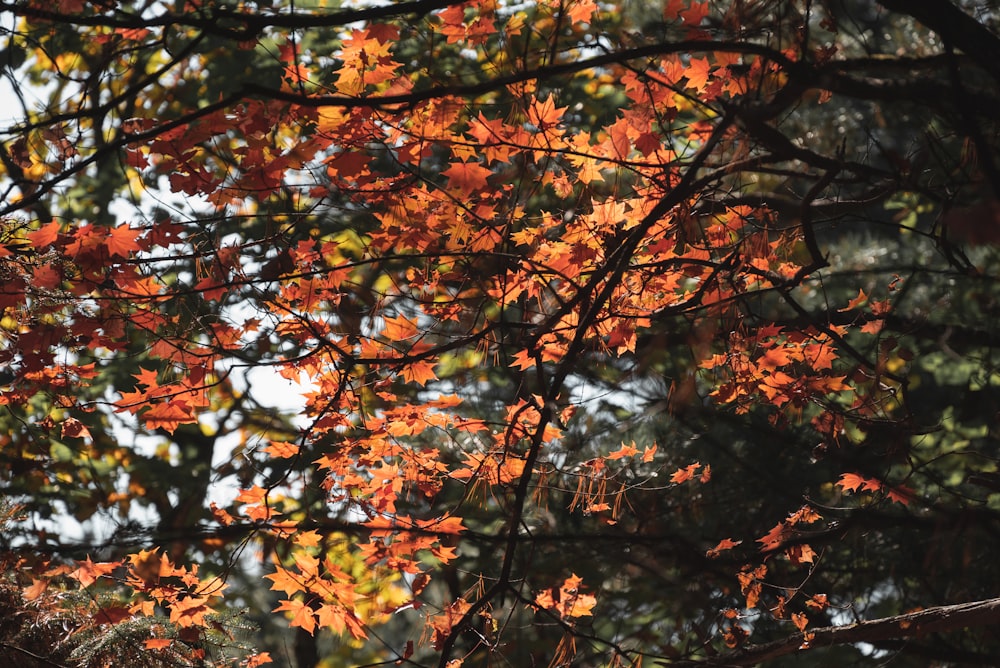 a tree filled with lots of orange leaves