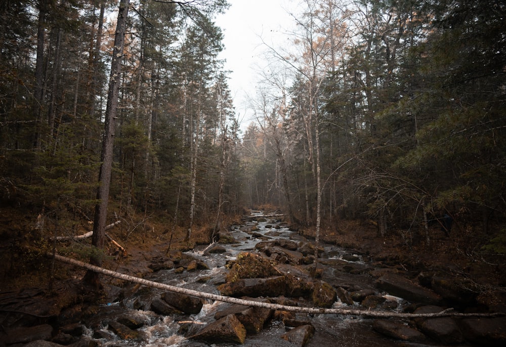 a stream running through a forest filled with lots of trees