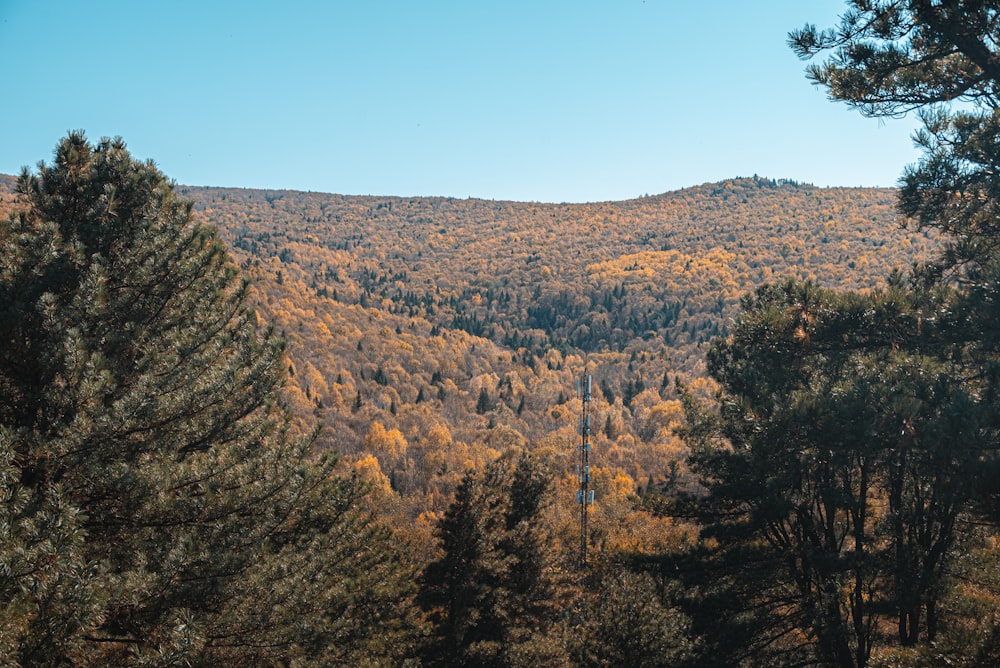 a forest filled with lots of tall trees