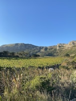 A vast vineyard stretches across the foreground, with rows of green grapevines under a clear blue sky. Behind the vineyard, rugged mountains create a striking backdrop, and some scattered trees add texture and depth to the landscape.