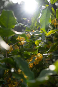 Sunlight filtering through leaves onto a cluster of vibrant garden blossoms.