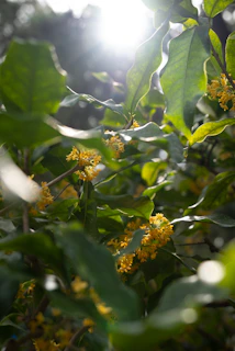 Sunlight filtering through leaves onto a cluster of vibrant garden blossoms.