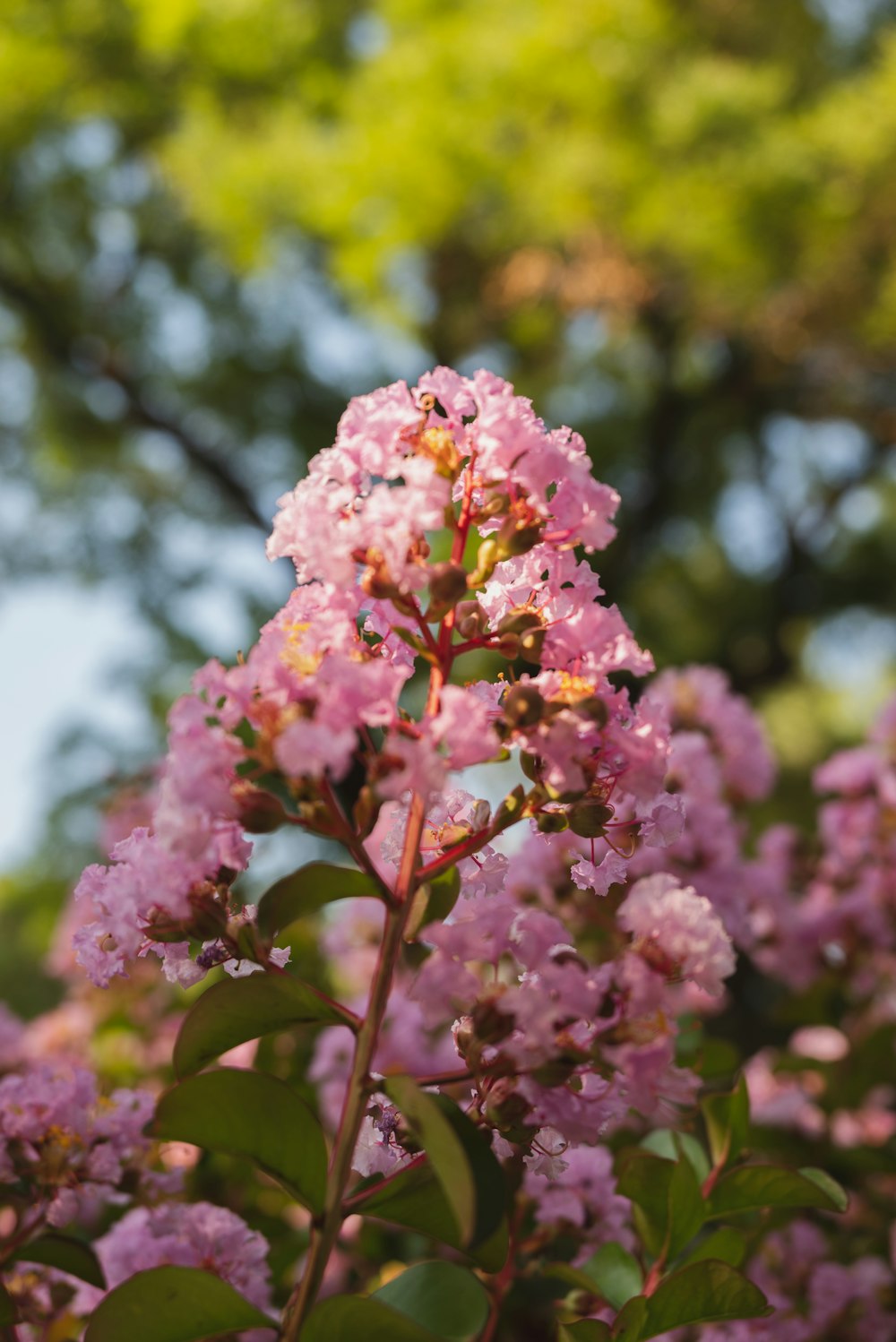 a close up of a pink flower with trees in the background