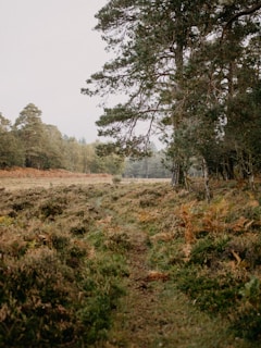 A serene landscape with a winding path leading through a lush green forest, symbolizing life's journey and lessons learned.