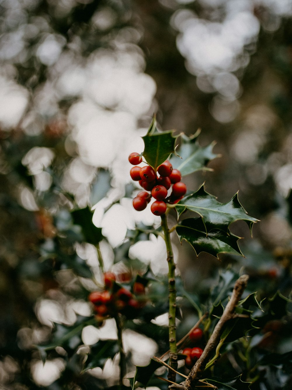 a holly plant with red berries and green leaves