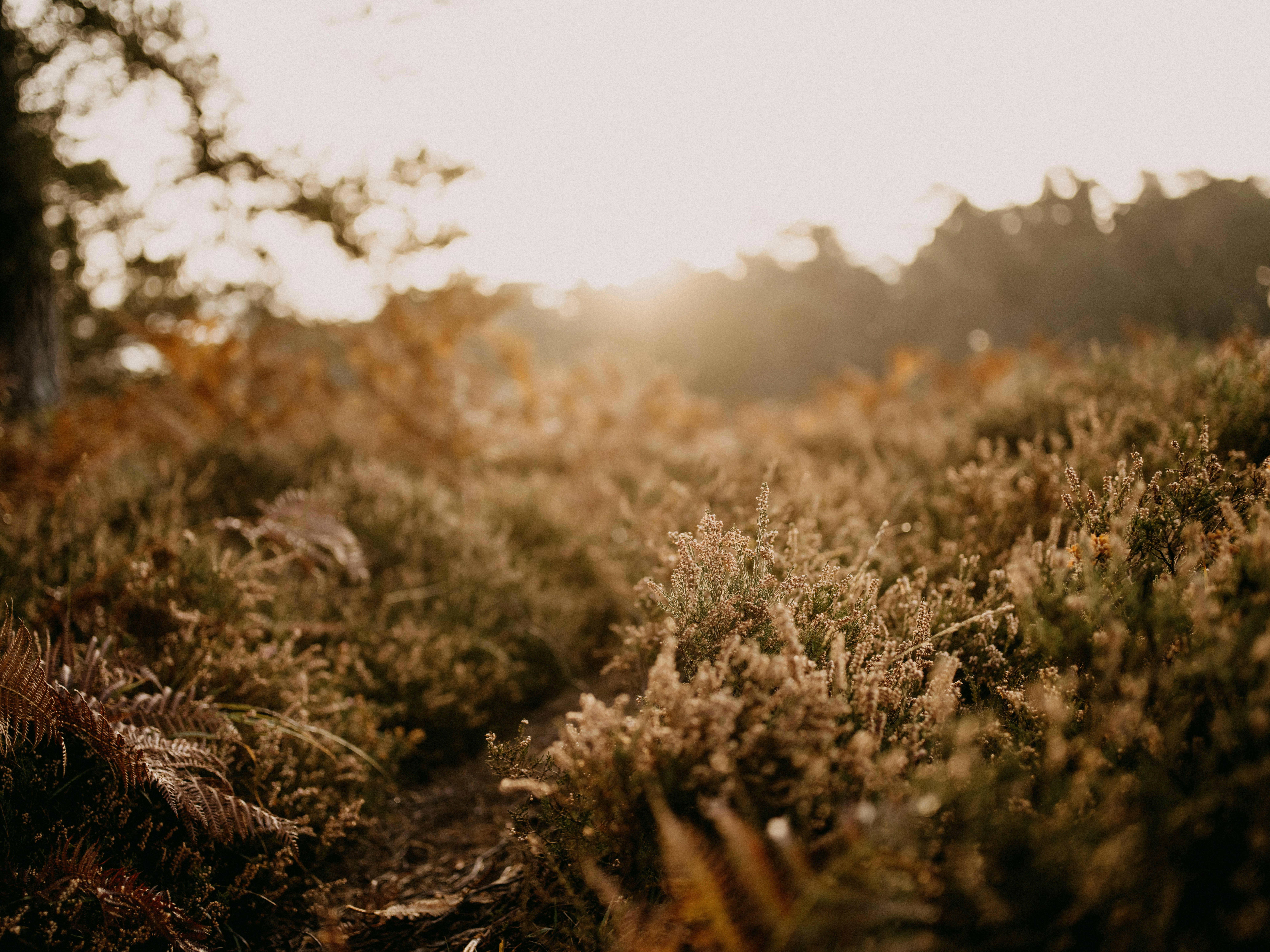 Photo by anniespratt