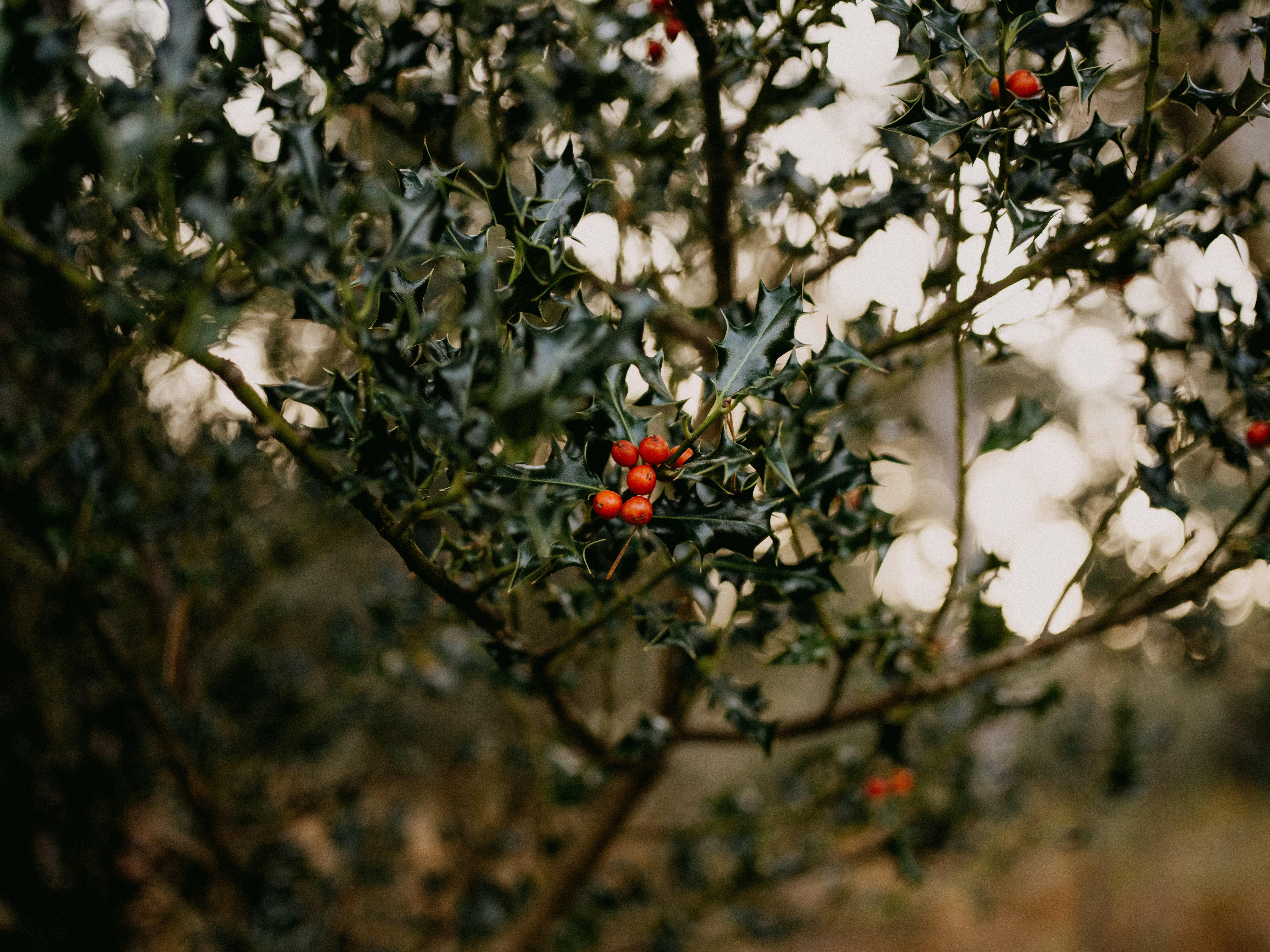 Photo by anniespratt