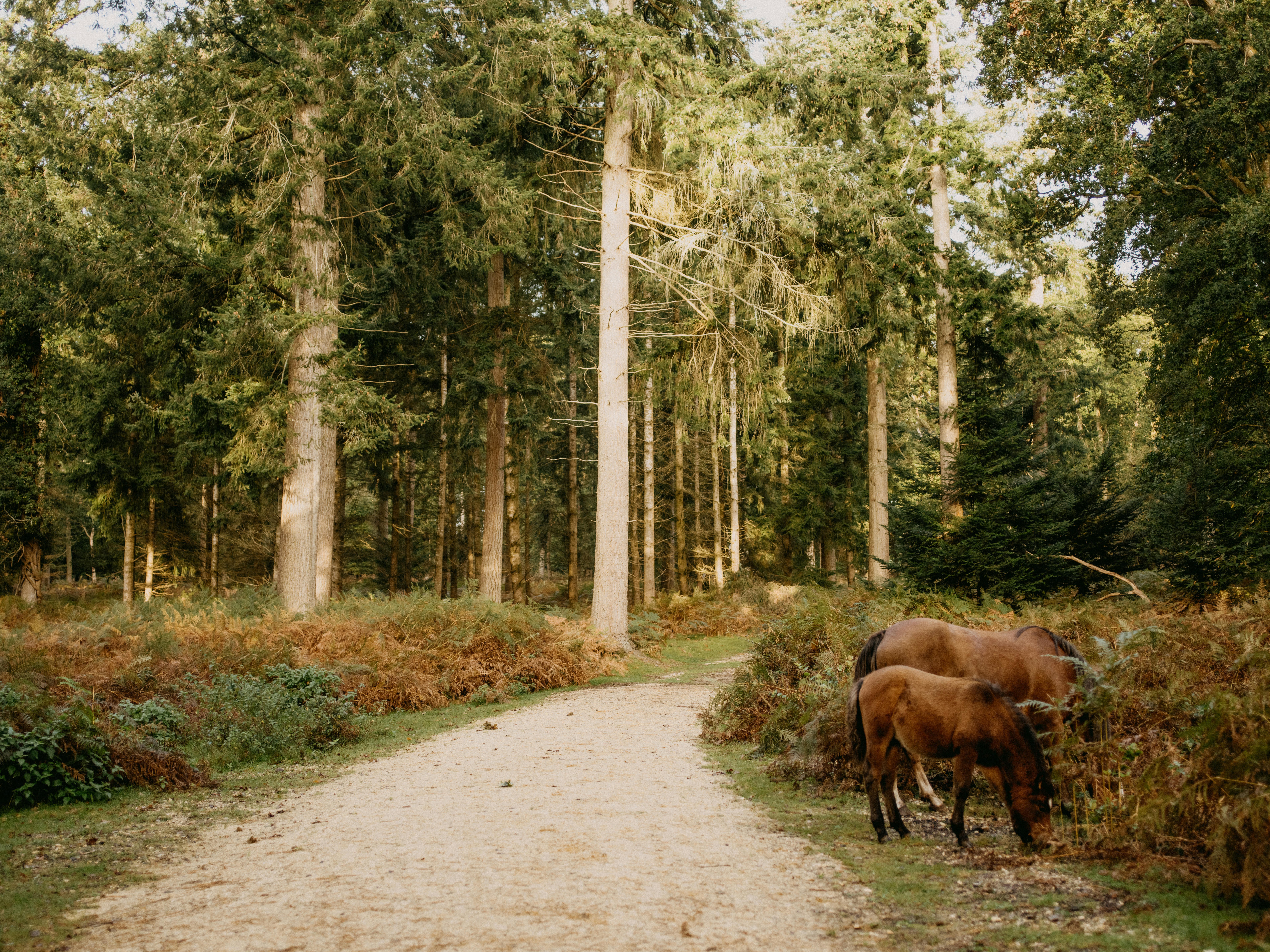 ein paar Tiere, die im Dreck stehen