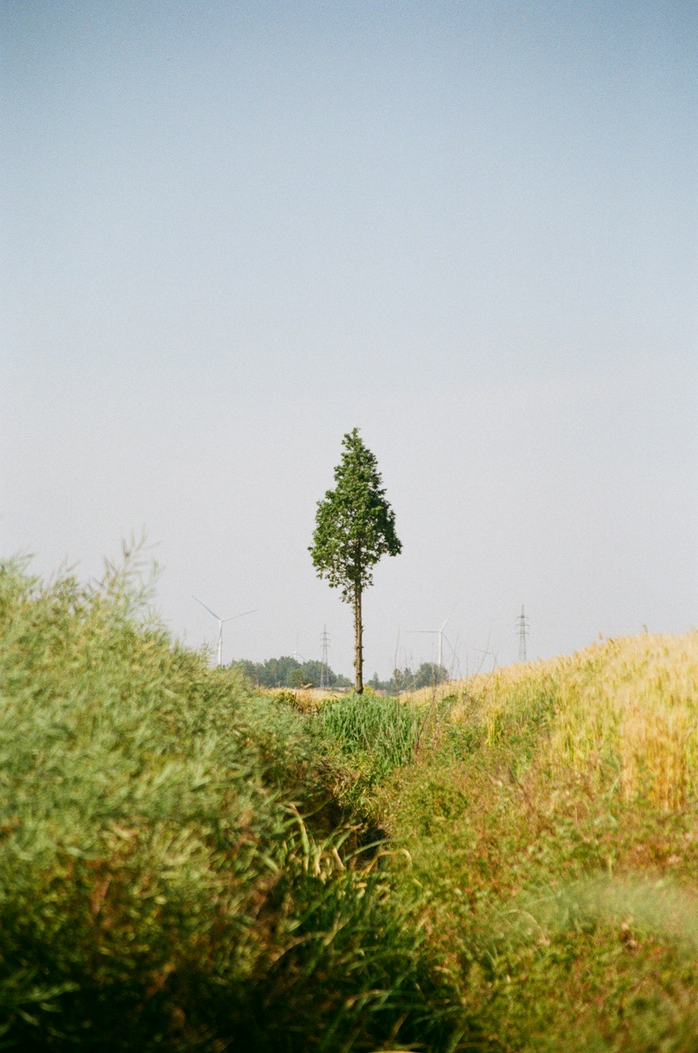 a lone tree in the middle of a grassy field