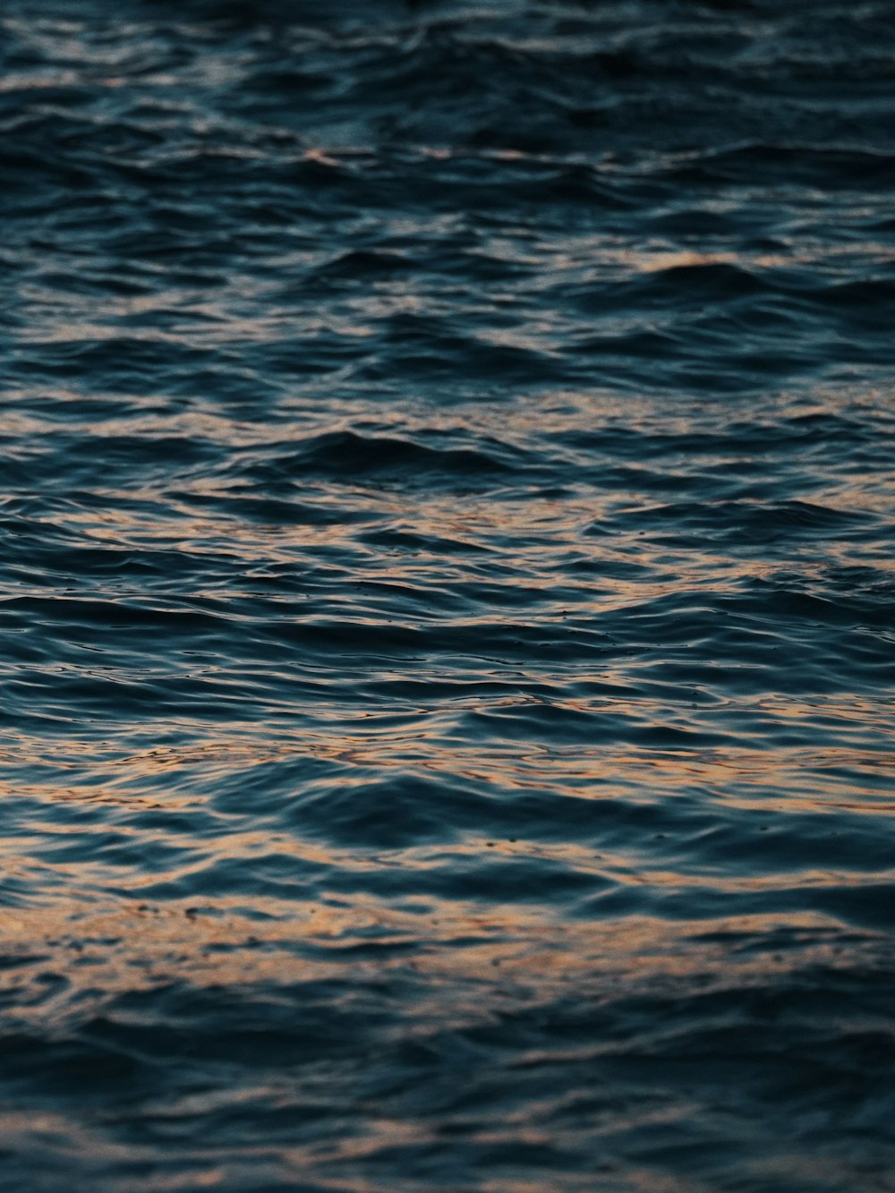 a bird flying over a body of water