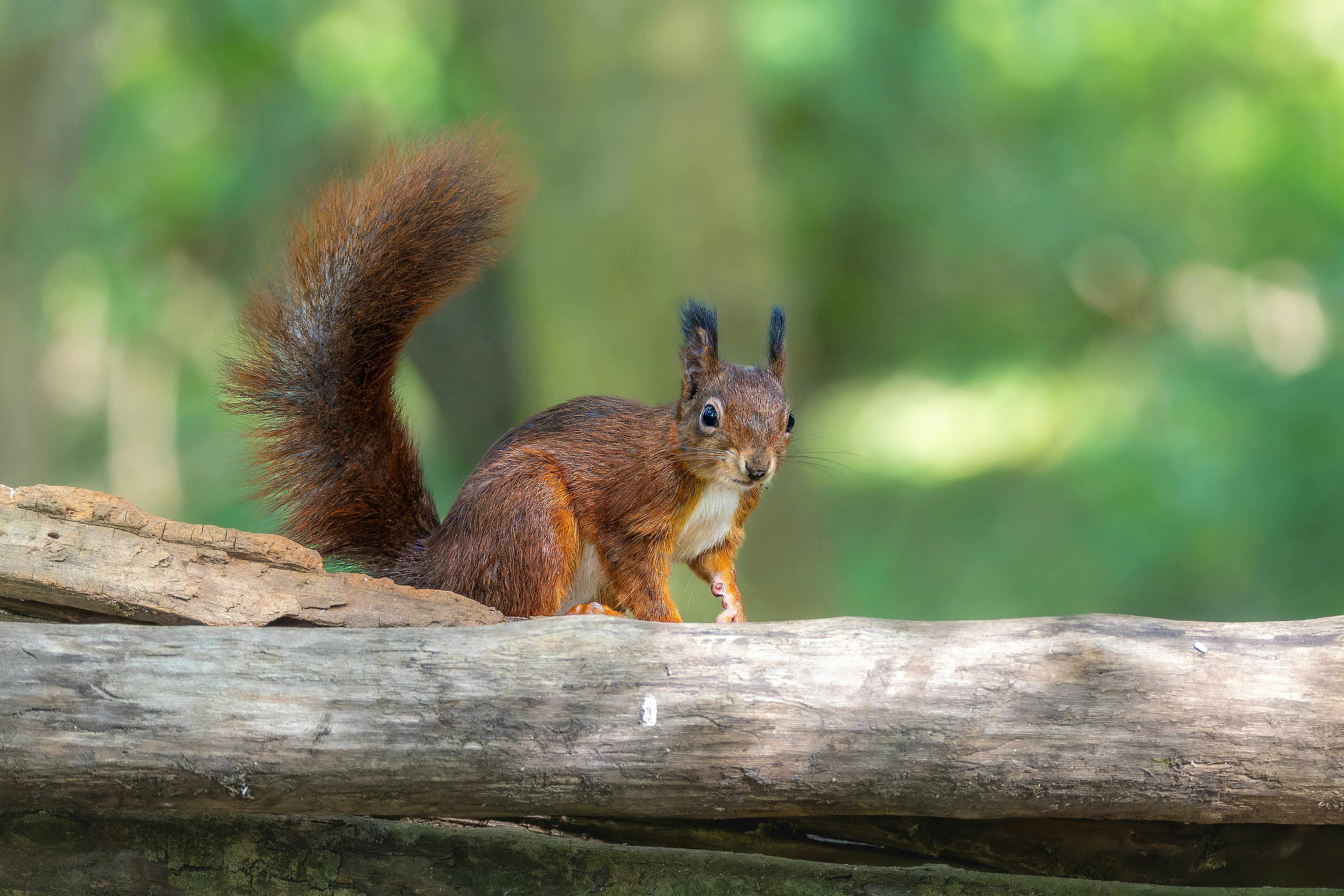 Photo by siegfriedpoepperl