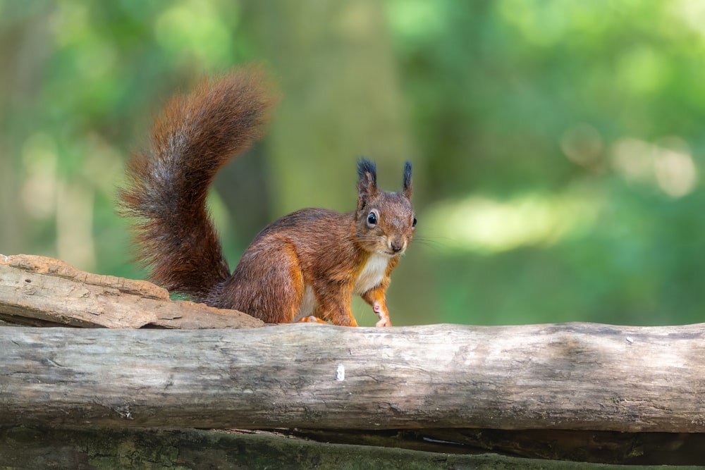 a squirrel is standing on a log in the woods