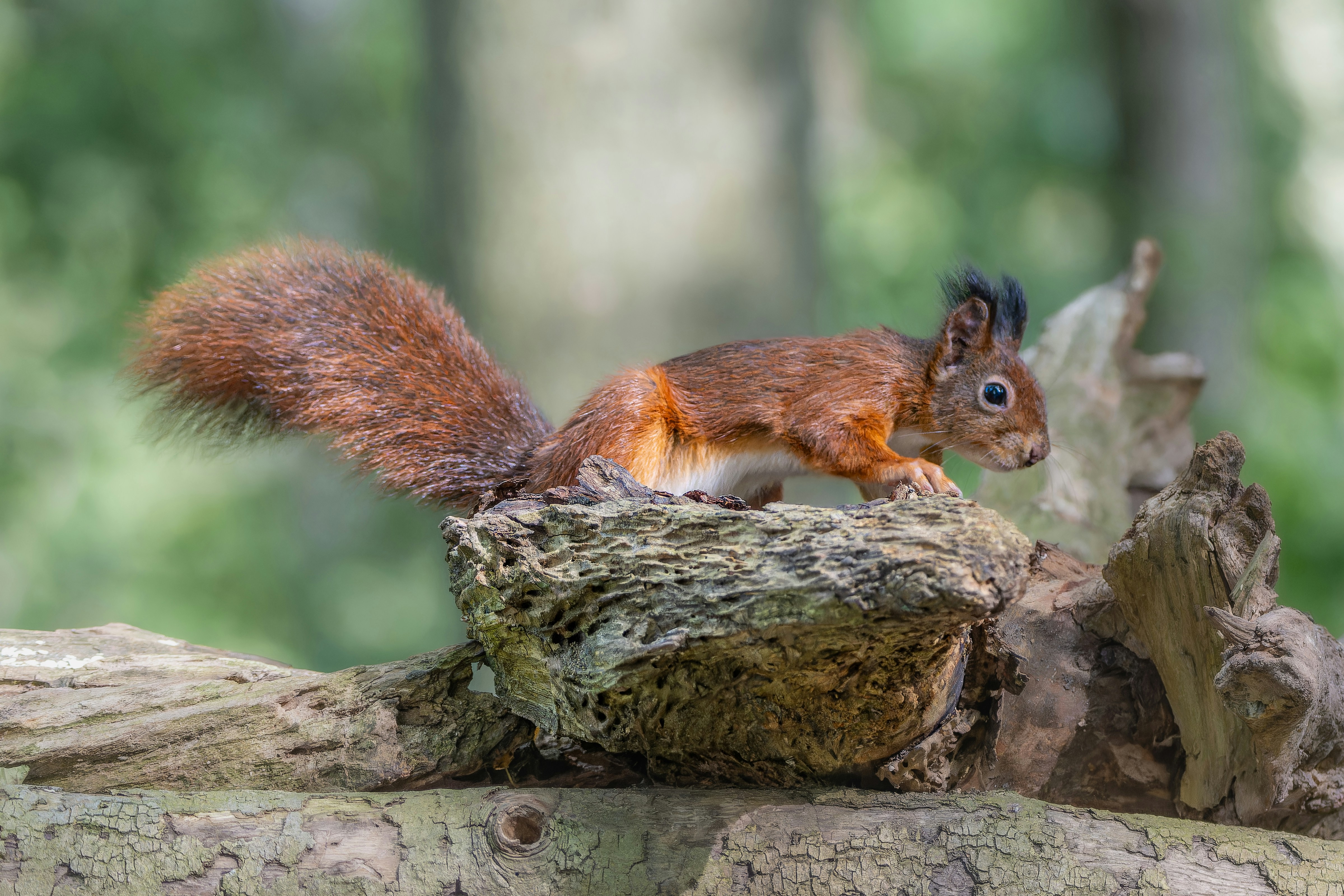 Photo by siegfriedpoepperl