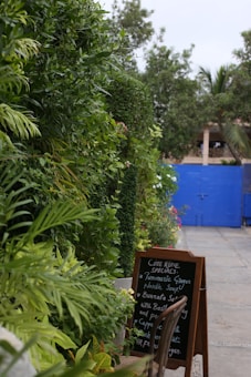 A lush, green garden with a variety of plants and foliage lines the left side of a pathway. To the right, a blackboard menu lists specials such as Turmeric Ginger Noodle Soup and Burrata Salad. Beyond the foliage, there is a bright blue gate in the background, and a wooden chair is placed next to the menu.