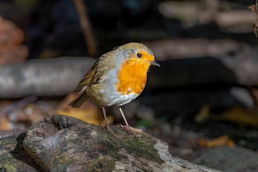 A small bird with a bright orange chest and face, standing on a piece of wood surrounded by a natural outdoor setting. The background is blurred, highlighting the bird's detailed features, including its brownish wings and white belly.