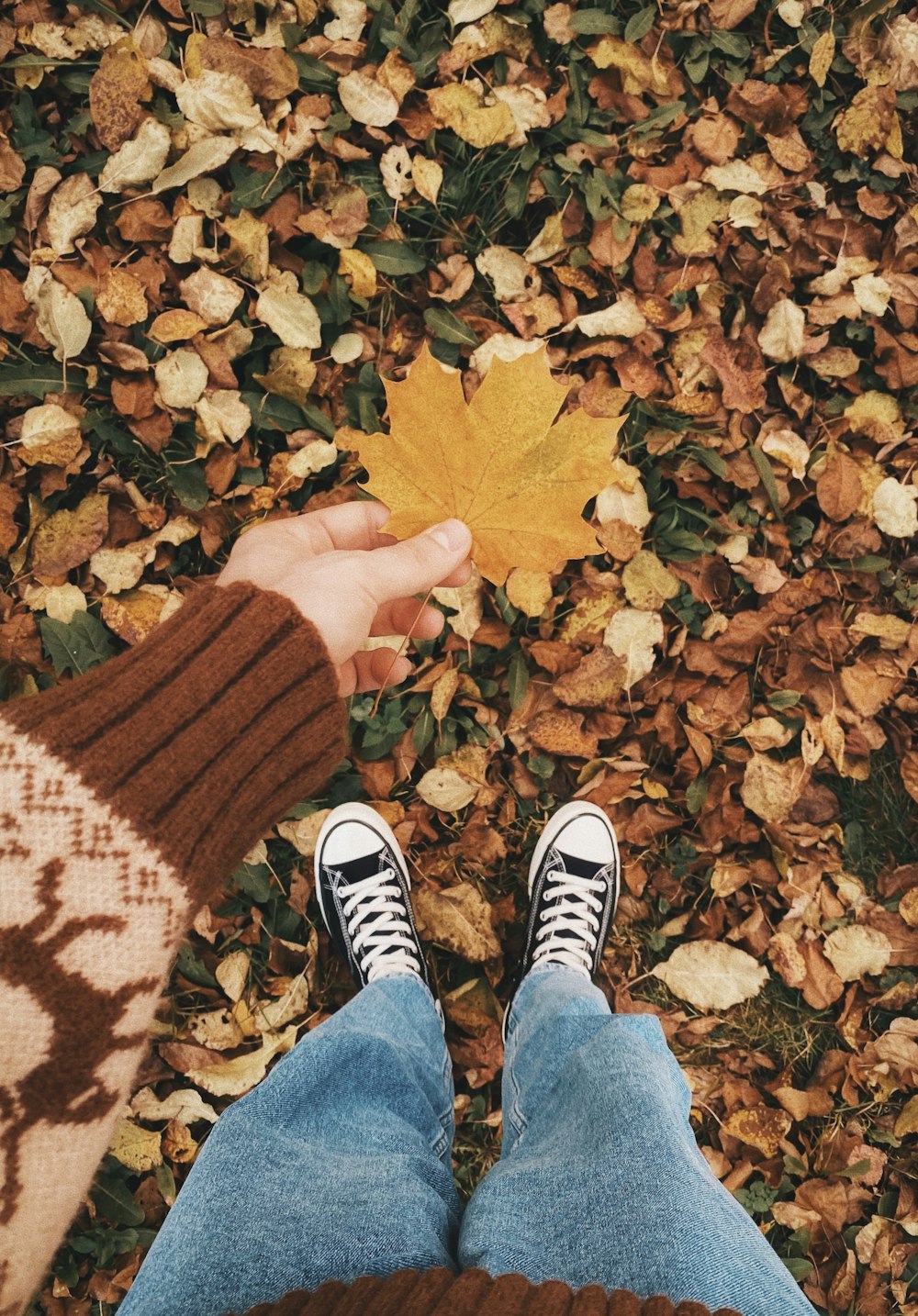 a person holding a leaf in their hand