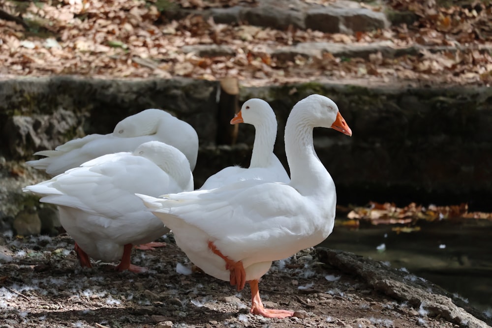 two white ducks standing next to a body of water