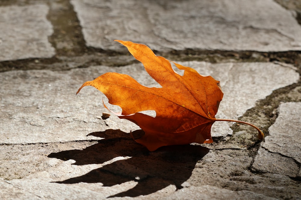 a single leaf is sitting on the ground