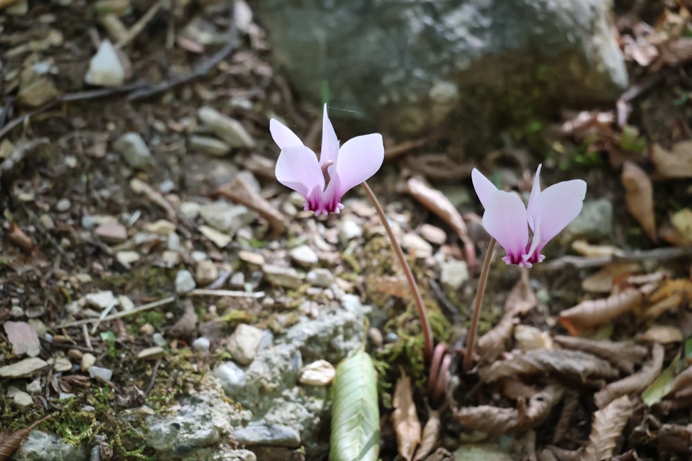 a couple of pink flowers sitting on top of a forest floor