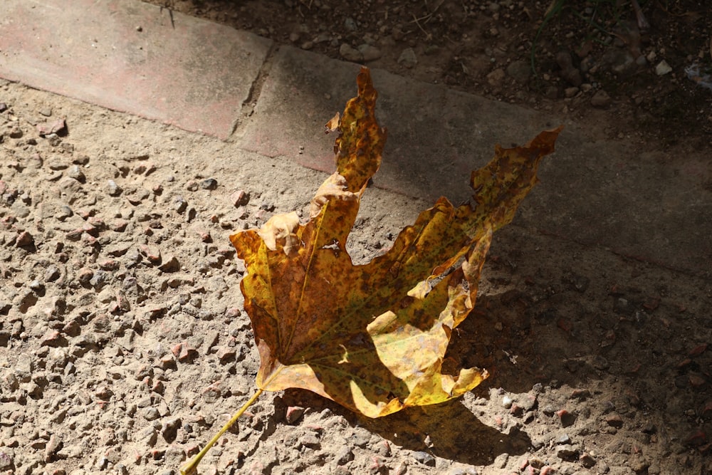 a leaf that is laying on the ground