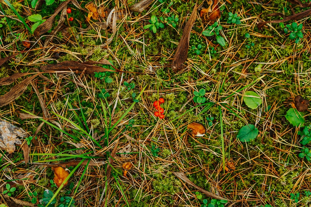 a close up of a patch of grass with small red flowers