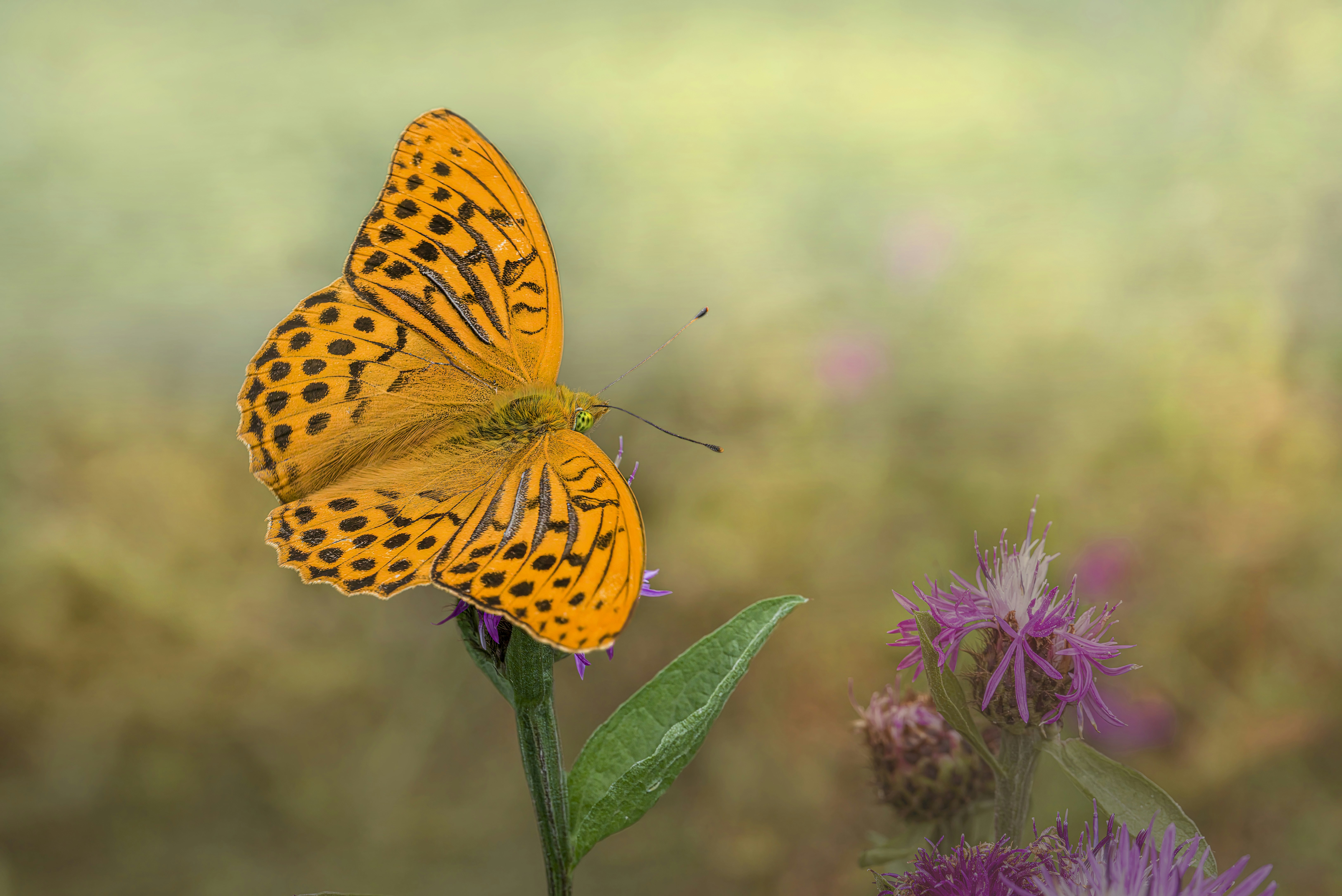 Photo by erik_karits