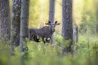A close-up of a moose standing in a misty forest clearing at dawn.
