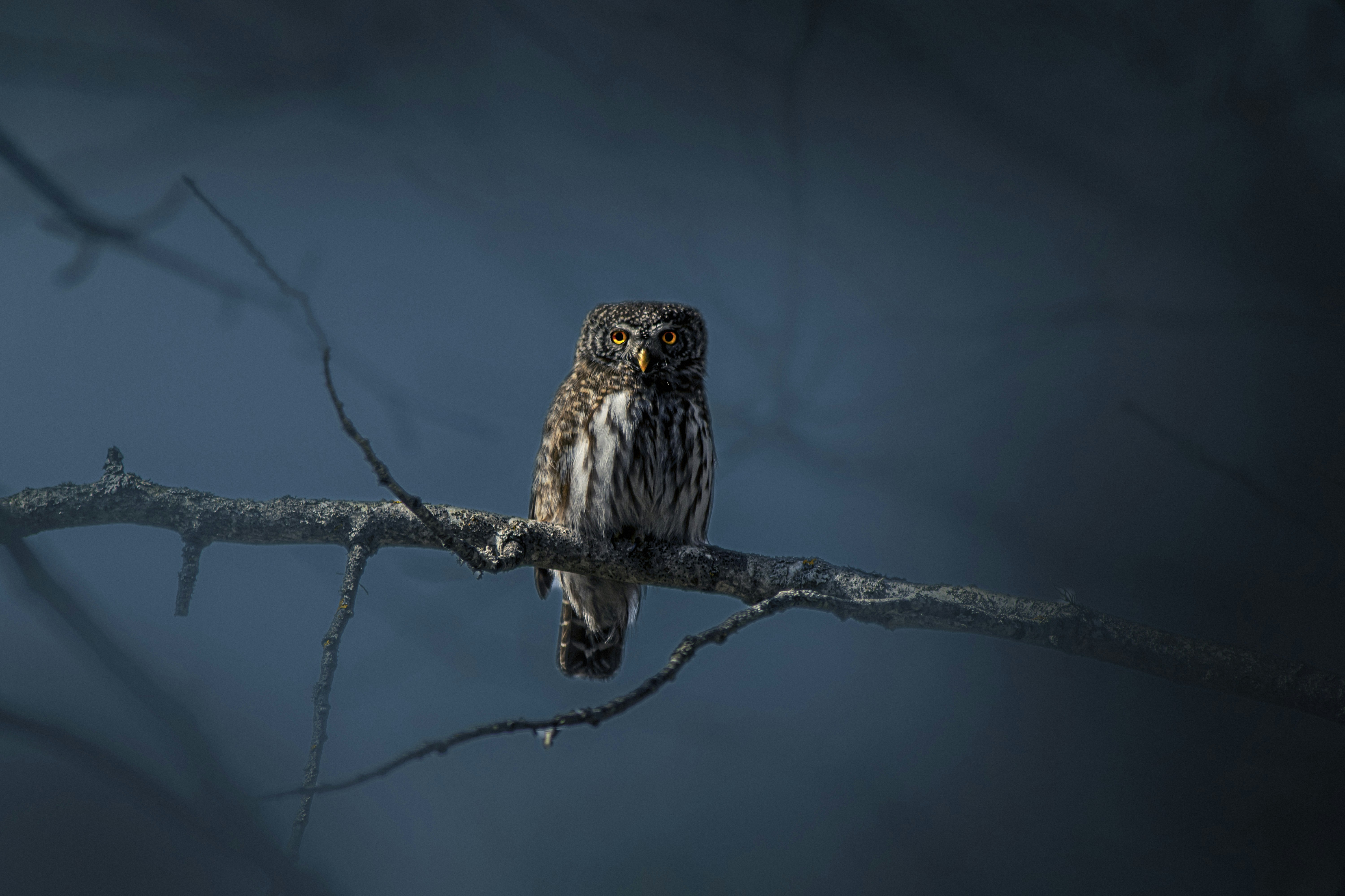 Photo by erik_karits