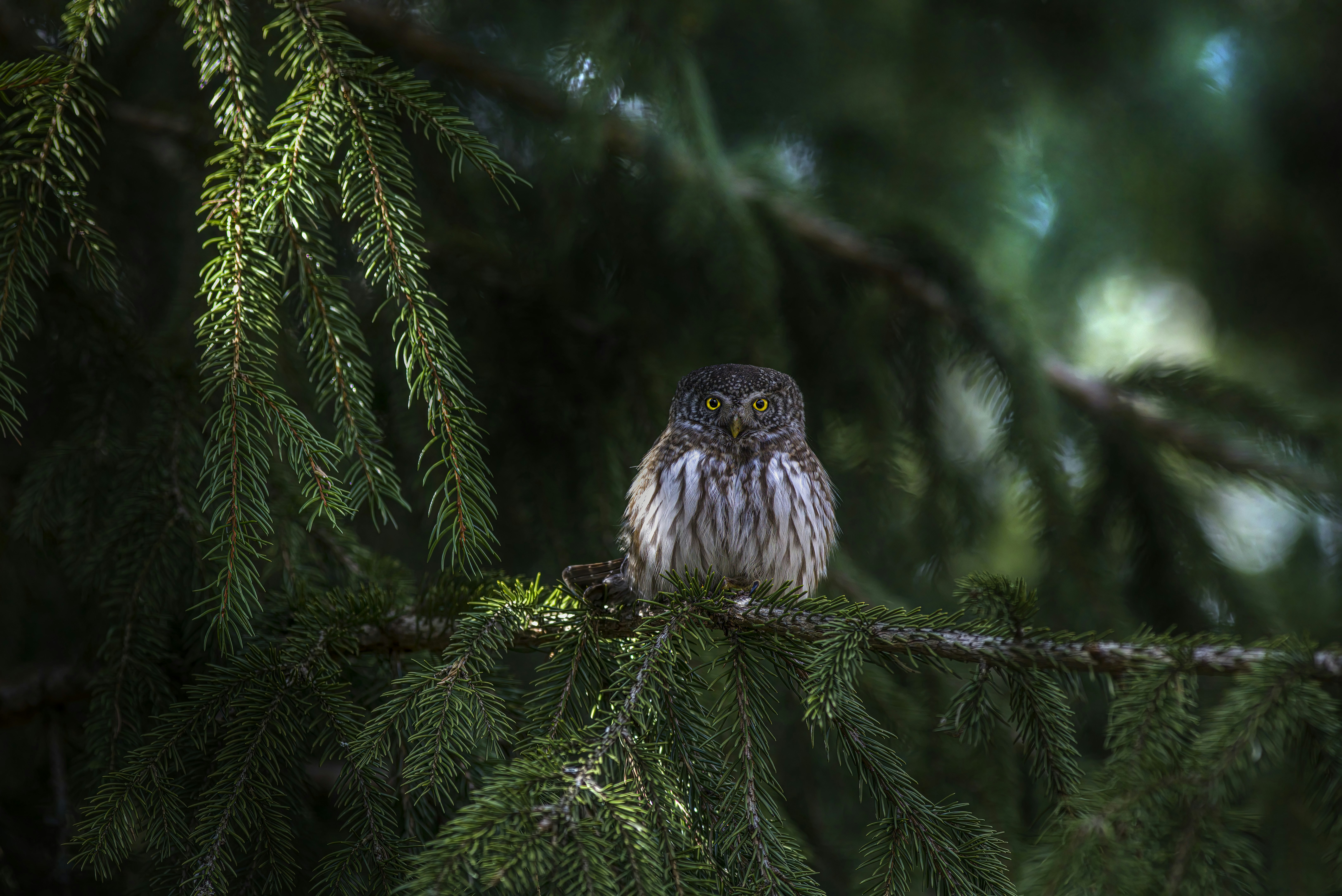 Photo by erik_karits