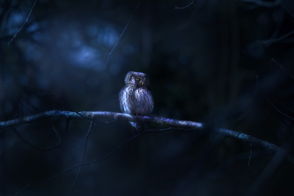 A serene owl perched on a branch under a starry sky.