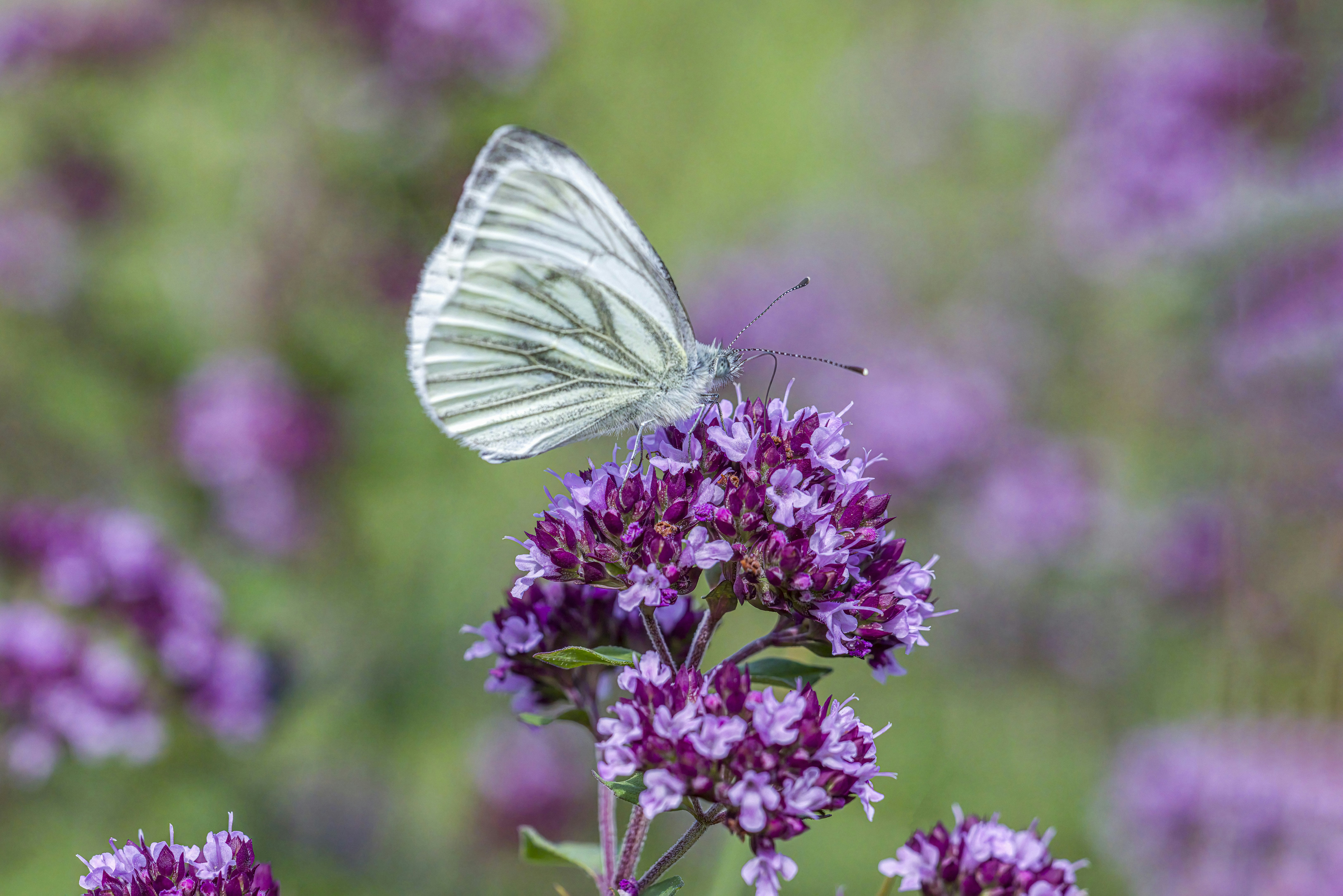 Photo by erik_karits