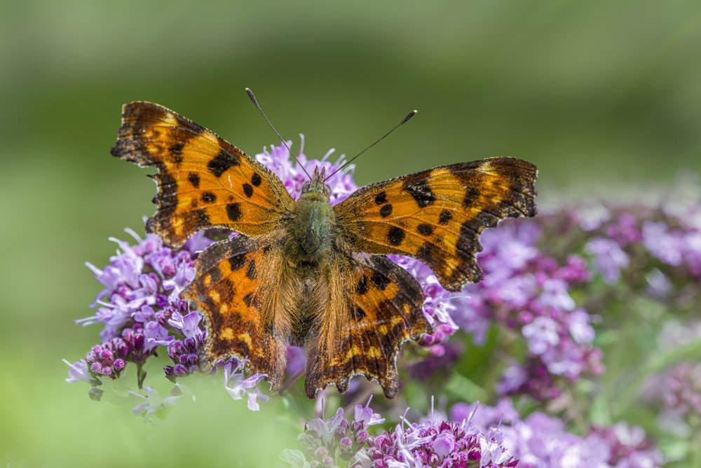 a close up of a butterfly on a flower