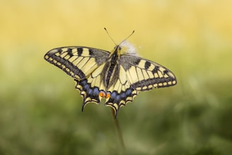 A sleek black background with a subtle, multicolored butterfly motif blending into the design.