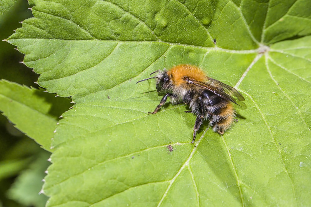 a close up of a bee on a green leaf