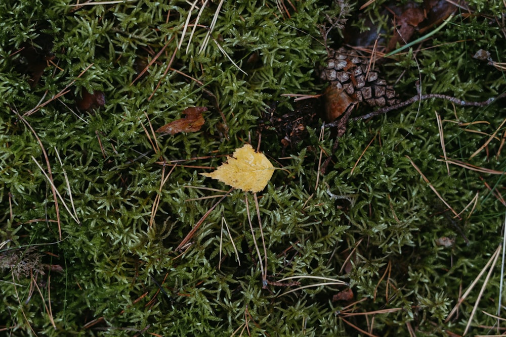 a yellow leaf on a moss covered ground