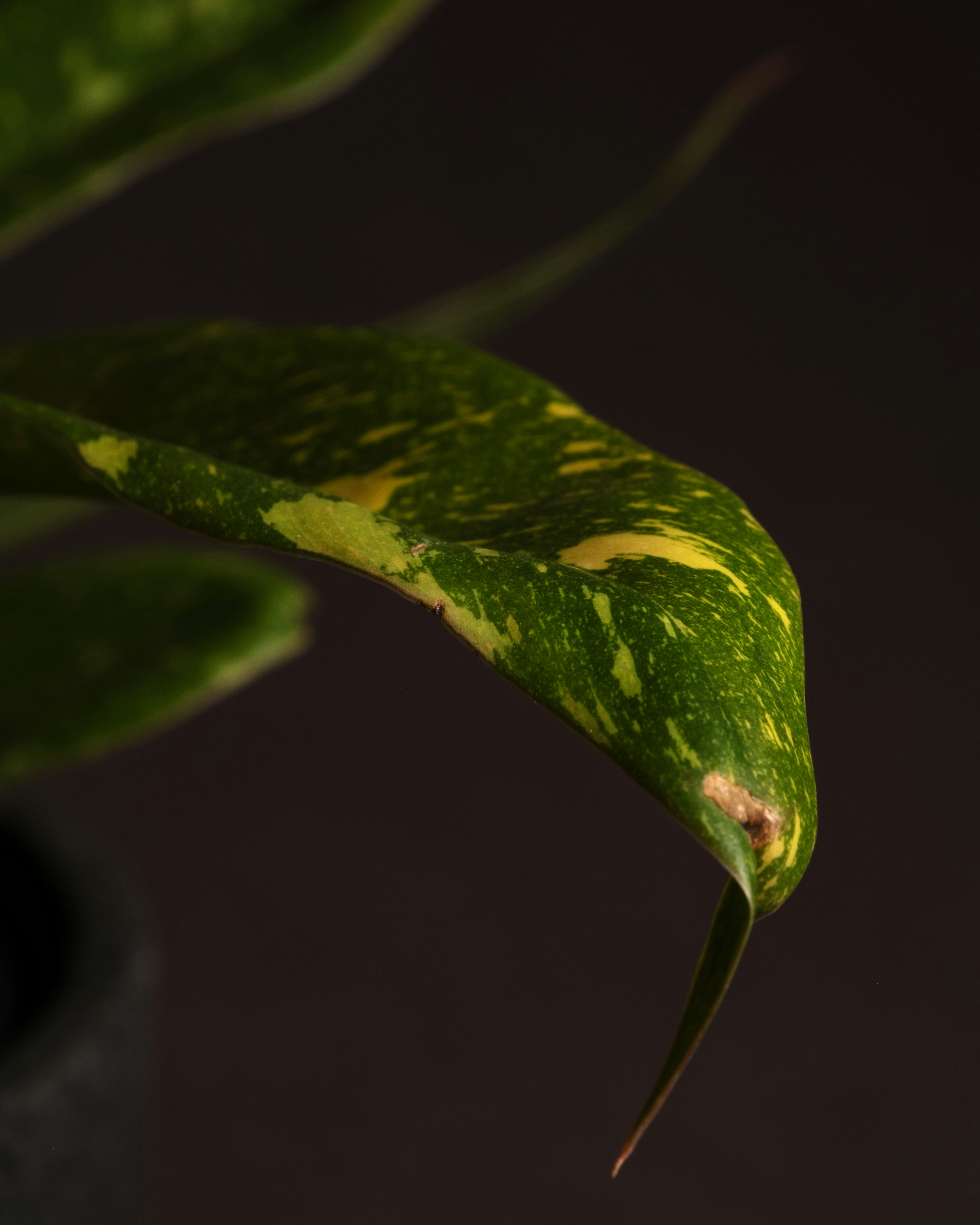 Photo by feeypflanzen