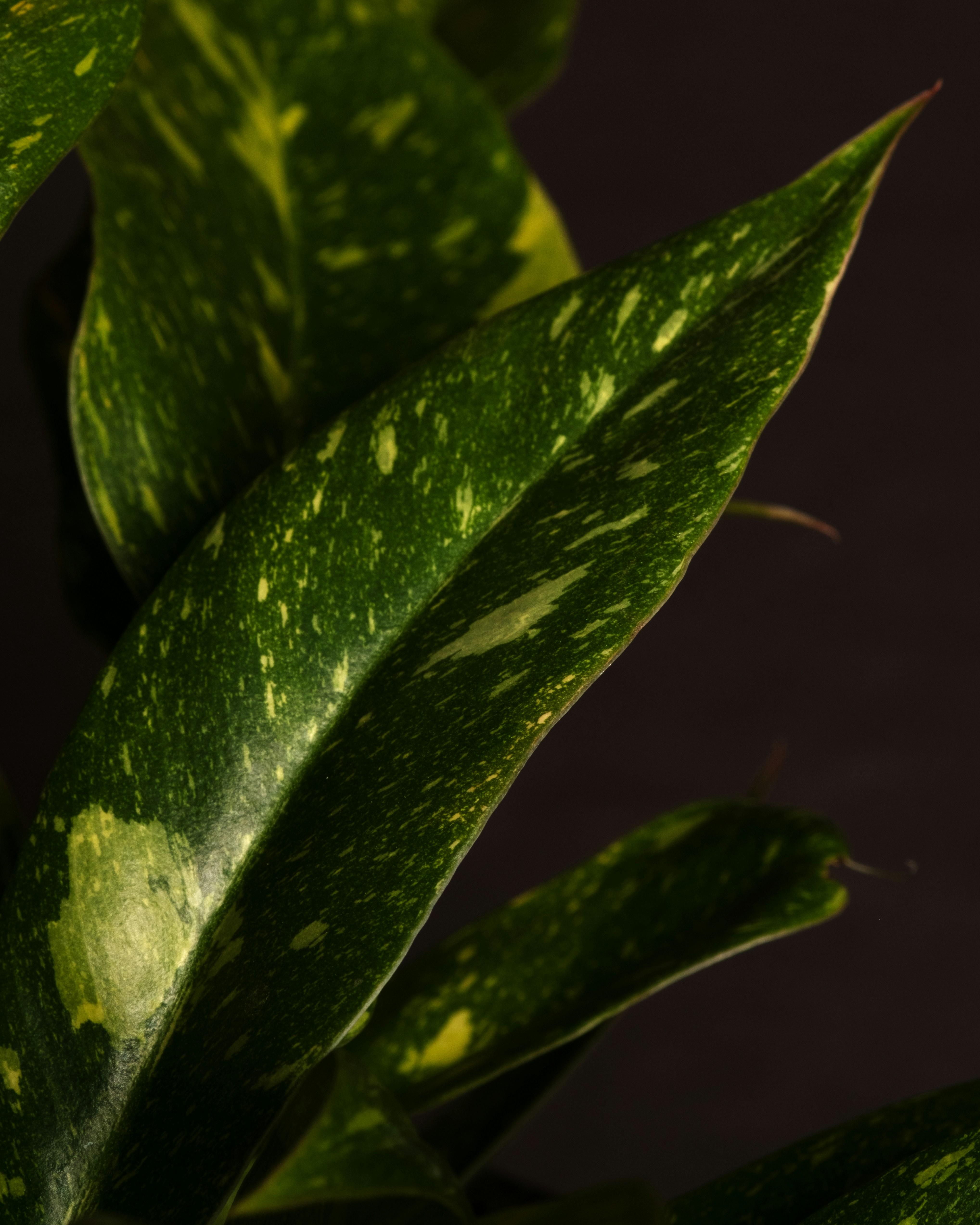 Photo by feeypflanzen