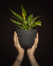 Close-up of hands gently watering a vibrant African tropical plant in a colorful kente cloth pot.