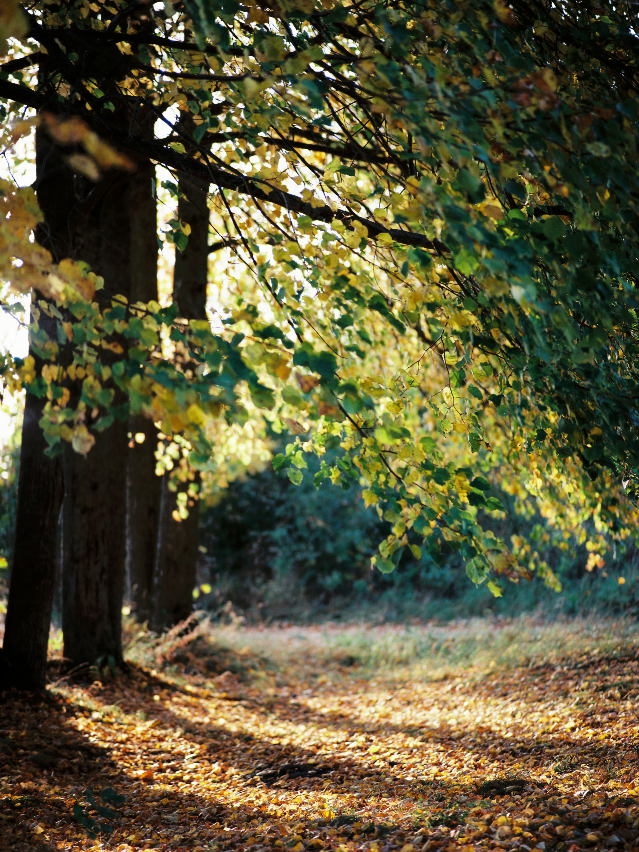 Photo by evil_bumblebee