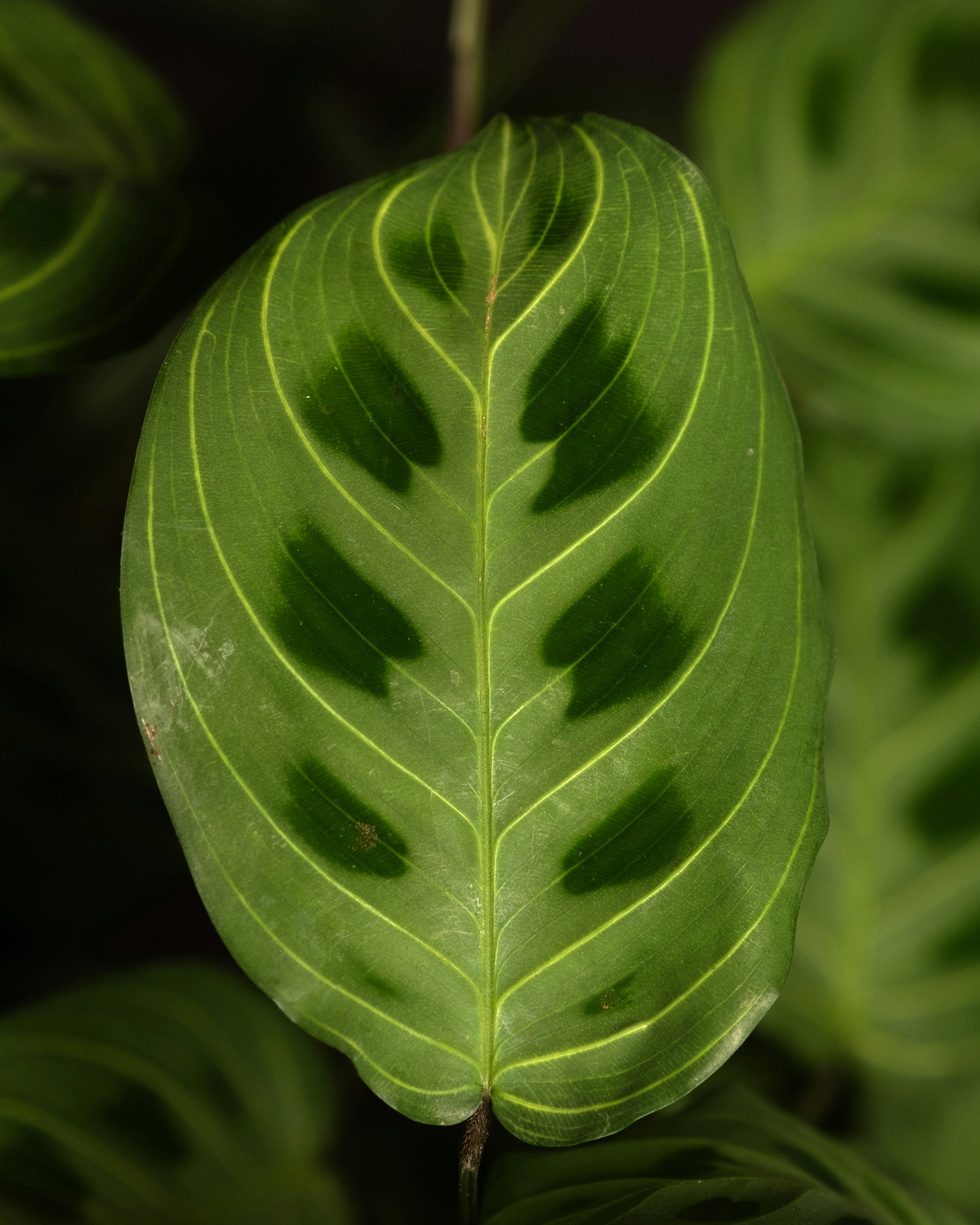 a close up of a green leaf on a plant