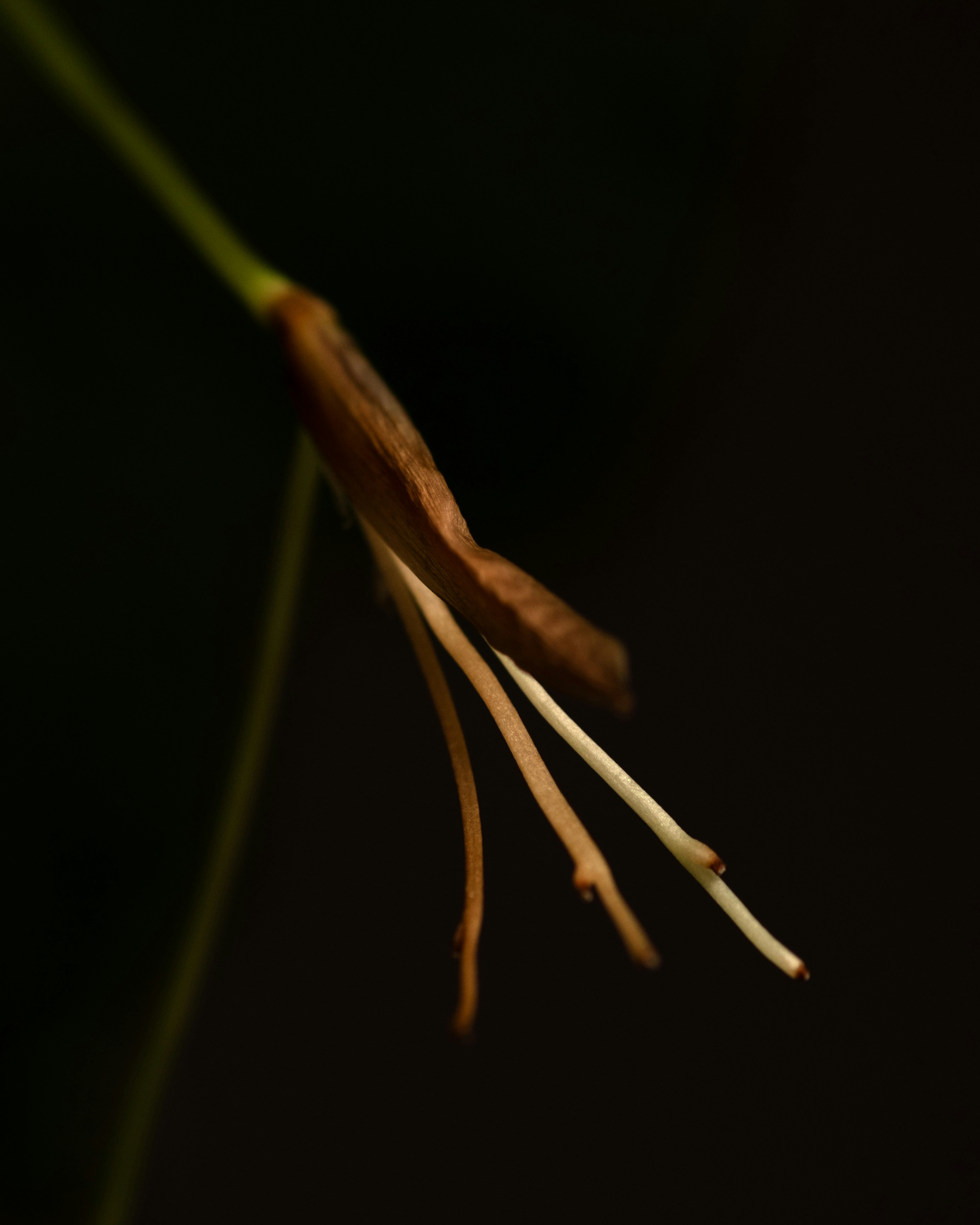 a close up of a flower on a stem