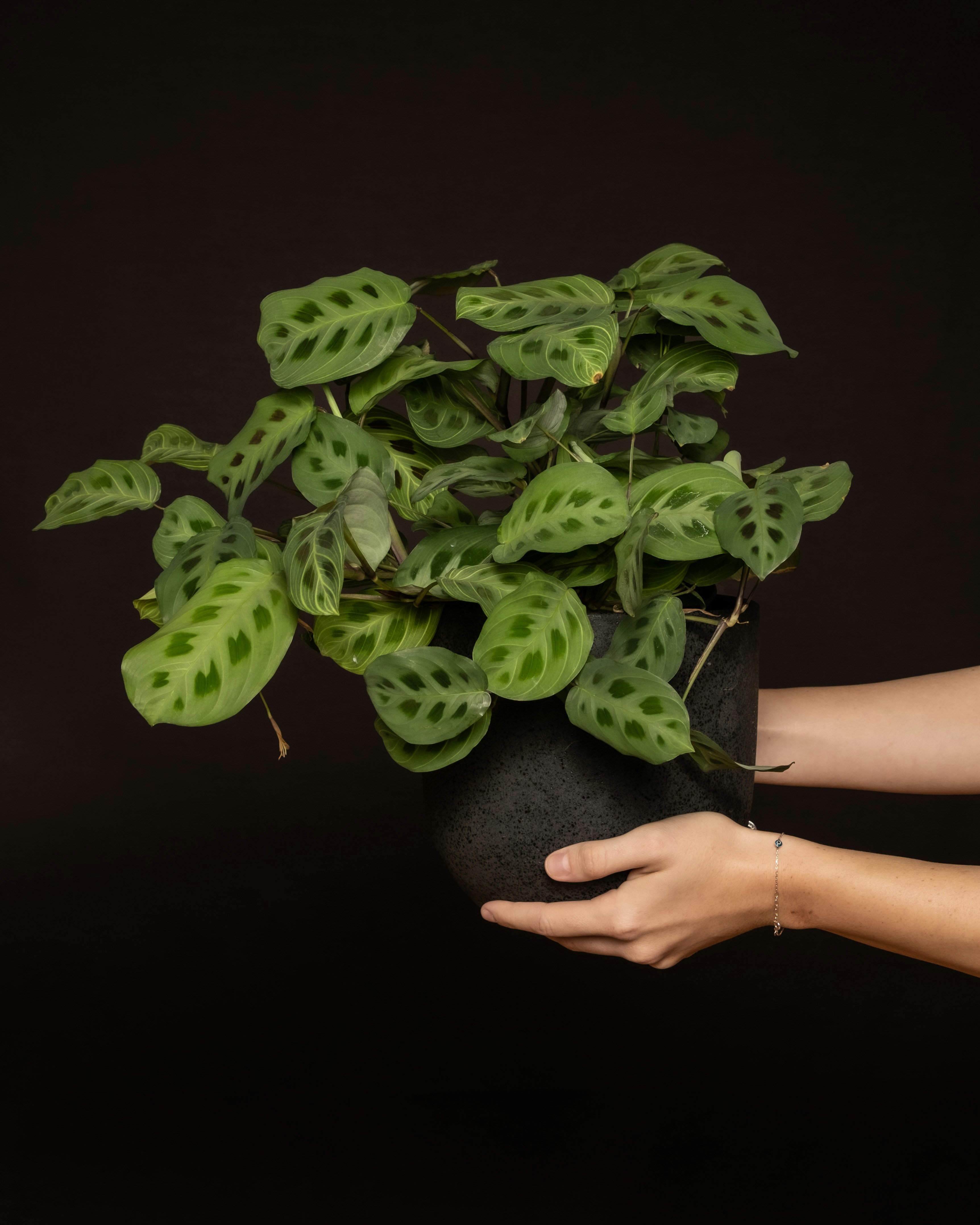 a woman holding a potted plant with green leaves