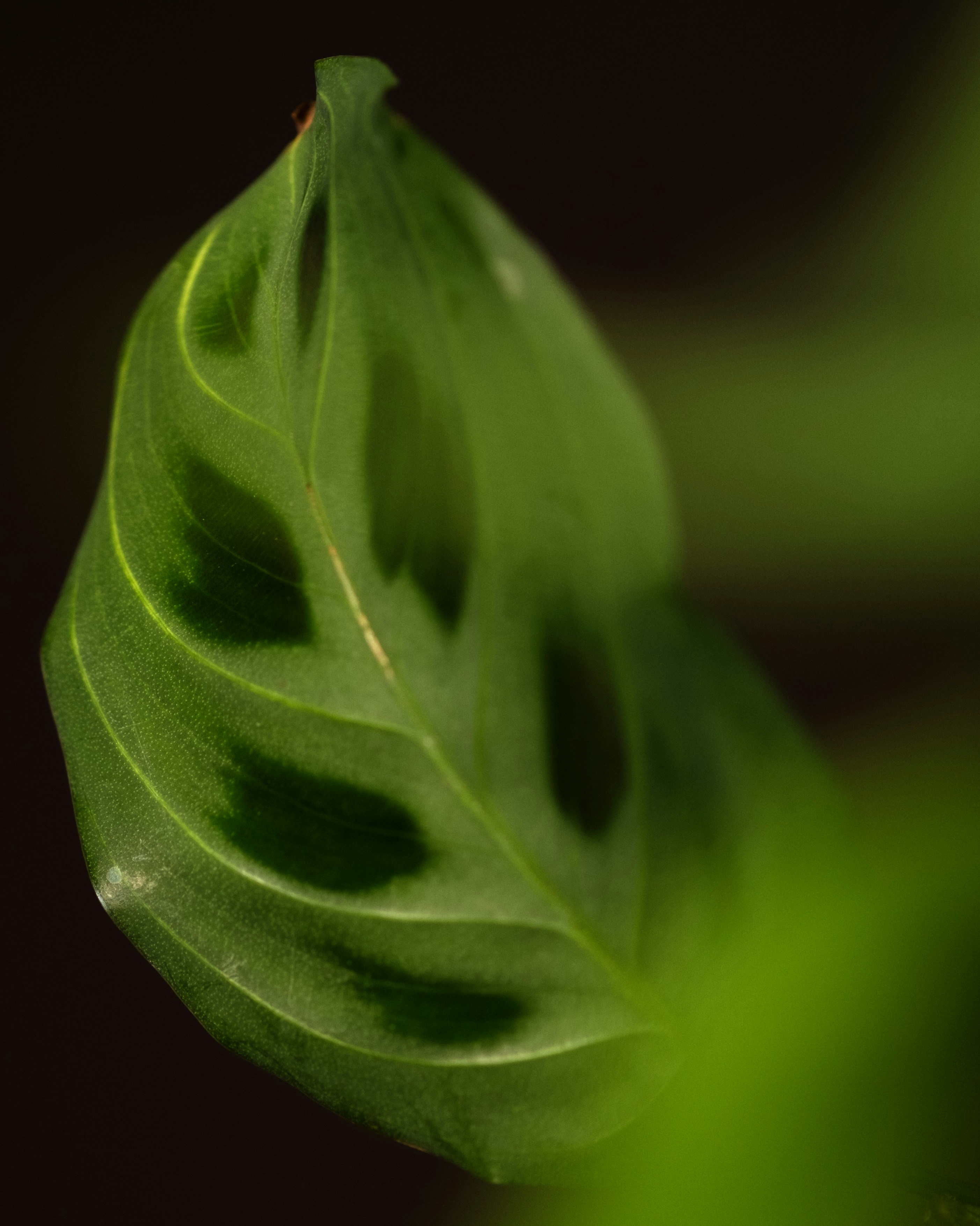 Photo by feeypflanzen