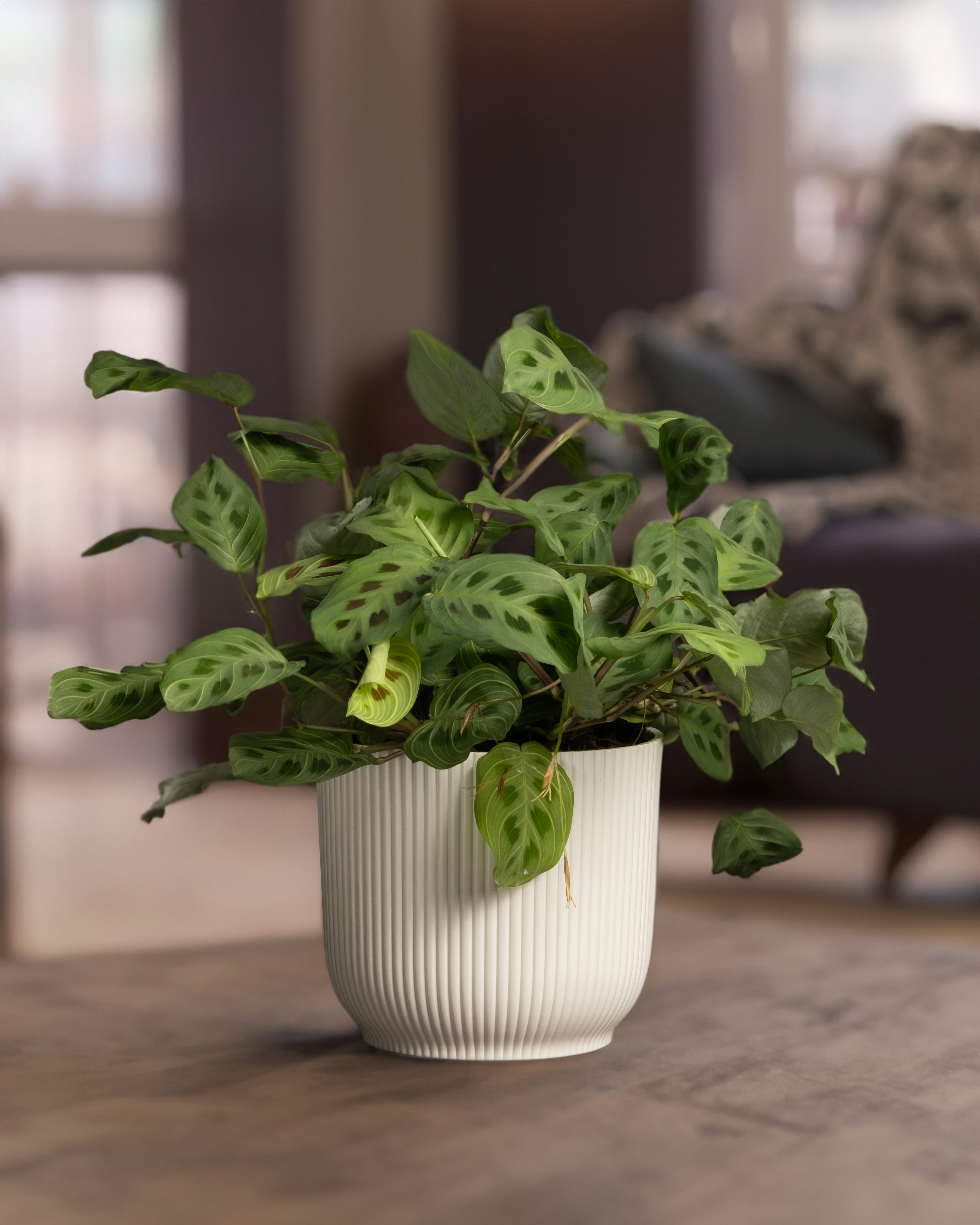 Photo by feeypflanzen