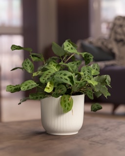 a potted plant sitting on top of a wooden table