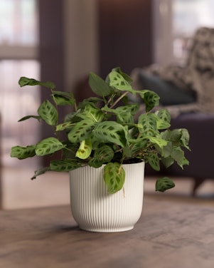 a potted plant sitting on top of a wooden table