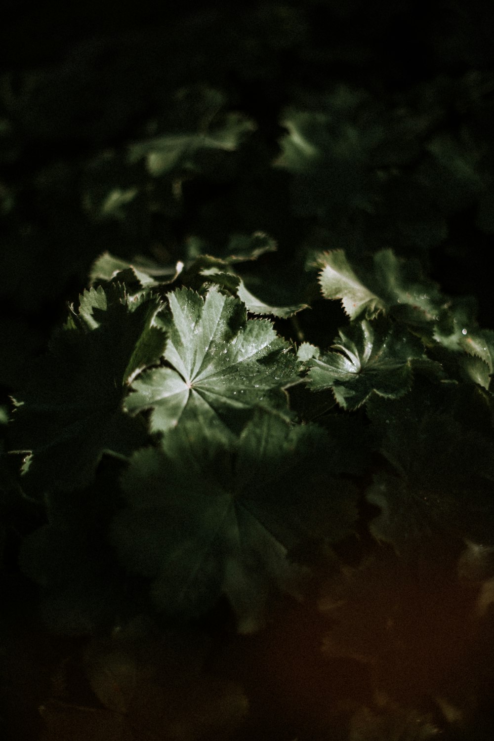 a leafy plant is shown in the dark