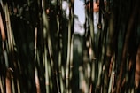 Tall, slender bamboo stalks are closely packed together with varying shades of green and brown. The light filtering through creates a dappled pattern of shadows and highlights, lending a sense of depth and texture.