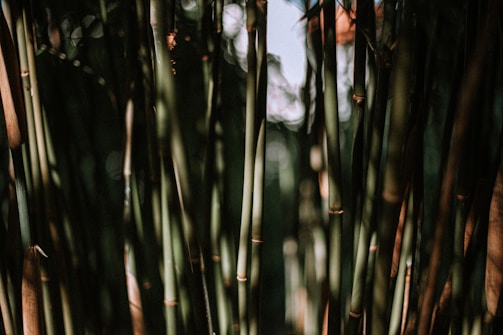 Tall, slender bamboo stalks are closely packed together with varying shades of green and brown. The light filtering through creates a dappled pattern of shadows and highlights, lending a sense of depth and texture.