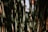 Tall, slender bamboo stalks are closely packed together with varying shades of green and brown. The light filtering through creates a dappled pattern of shadows and highlights, lending a sense of depth and texture.